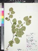 Betula occidentalis image